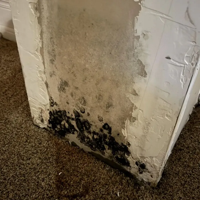 Professional Mold Removal in Lexington, MA